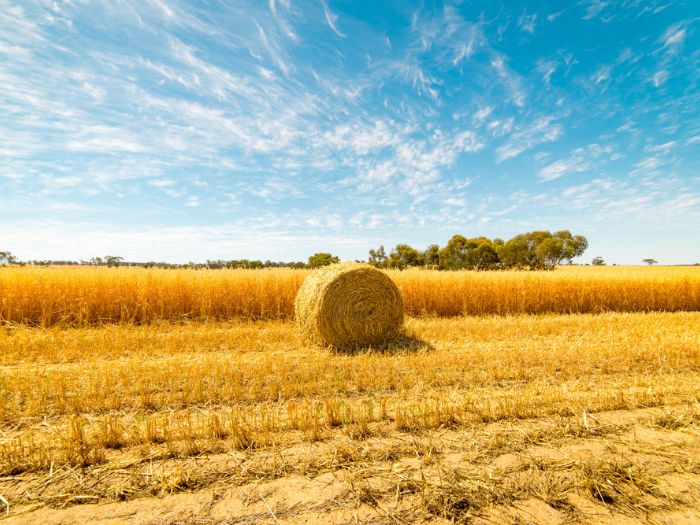 Bail of hay in field